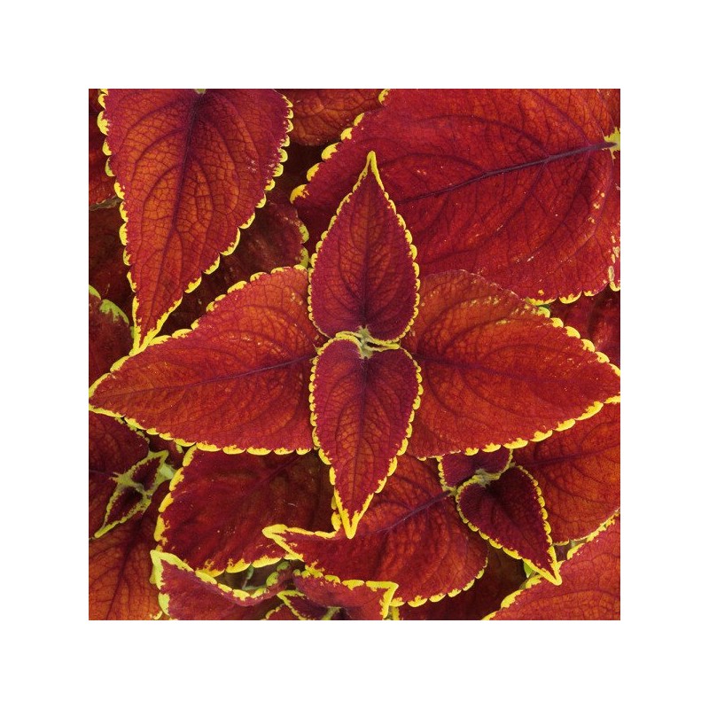콜레우스 포스콜리 추출 분말 가루 200g 2개 할인가 Coleus Forskohlii