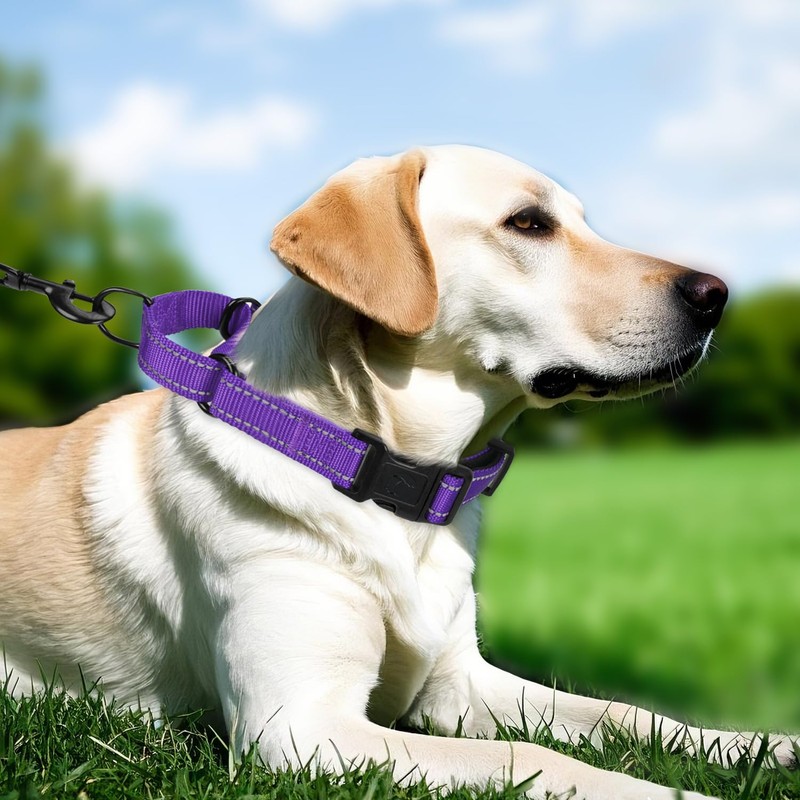 Erbine Martingale Collar for Dogs with Quick Release Buckle, Reflective