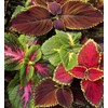500 Coleus Rainbow Mix Flower Seeds