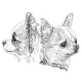 Chihuahua Cards 10 Cards