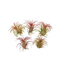 It Blooms Rainforest Grown 5 Pack RED Ionantha Fuego Air Plants - Live Tillandsia - 1.5 to 3 inches -