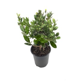 Pineapple Guava Plant - 1 Live 4 Inch Plants - Feijoa Sellowiana - Edible Flowers and Fruit