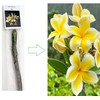 Yellow Hawaiian Plumeria Frangipani 1 Cuttings L41