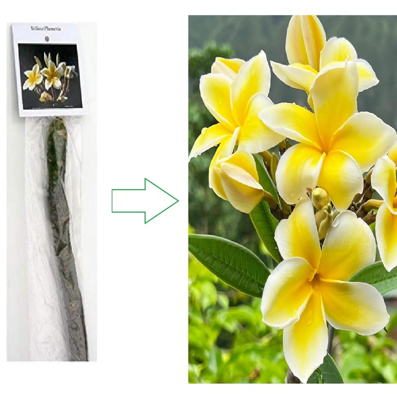 Yellow Hawaiian Plumeria Frangipani 1 Cuttings L41