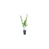 Ilex Compacta Crenata Japanese Holly | 20 Live Plants |