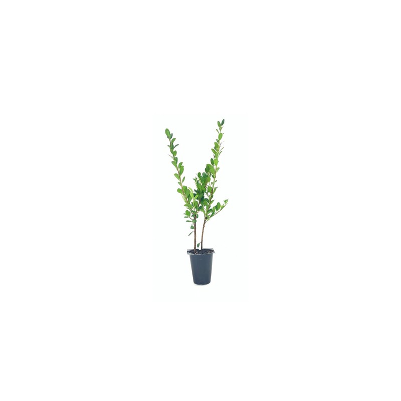 Ilex Compacta Crenata Japanese Holly | 20 Live Plants |