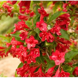 300 Weigela Seeds, Reblooming Shrub Rare Rose Variety Old Fashioned Weigela Freshly Picked Seeds - PeavyTailor Rose