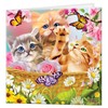 3D LiveLife Greeting Card - Kitten Fun Time from Deluxebase.
