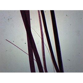 Wool, Wholemount - Prepared Microscope Slide - 75 x 25mm - Biology & Microscopy - Eisco Labs