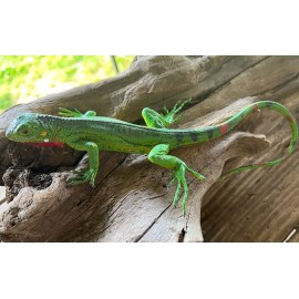 AAA Iguana Baby Replica - AAA
