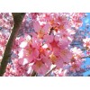 Tree 2 Okame Flowering Cherry Trees - 6-12" Tall Seedlings