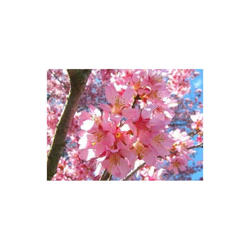 Tree 2 Okame Flowering Cherry Trees - 6-12" Tall Seedlings