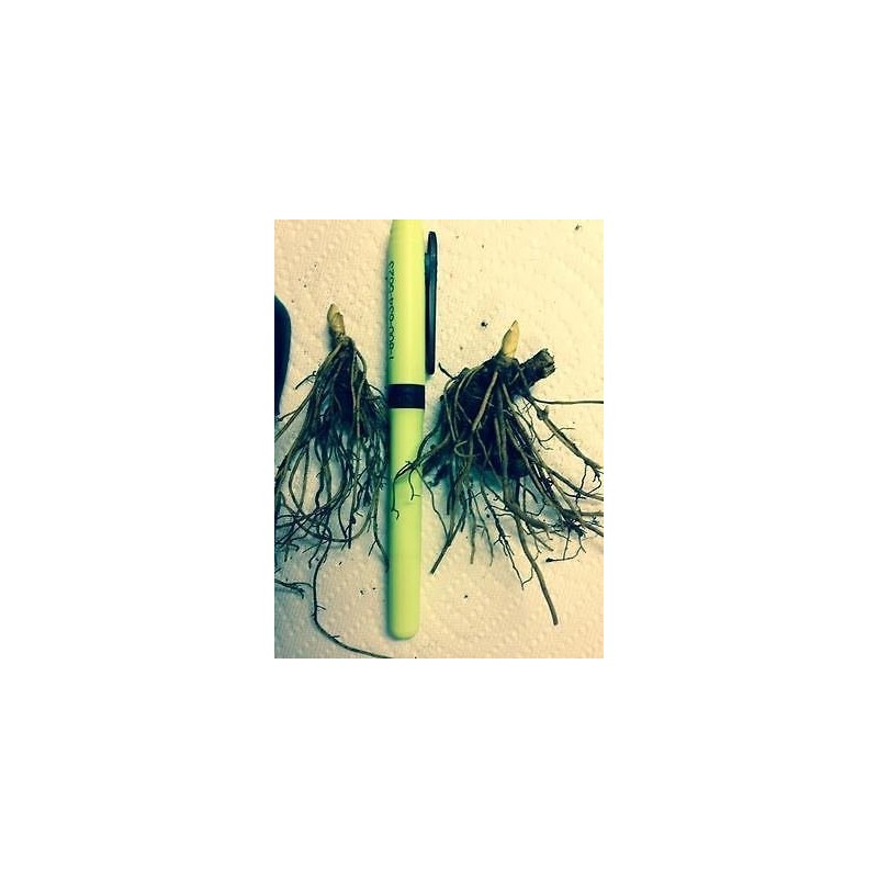 10 GOLDEN SEAL bare root plant- Hydrastis Canadensis