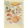 Ink Inc. Botanical Wall Art Prints - Wild Mushrooms -