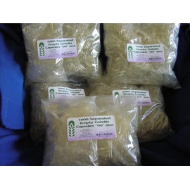 Capsule Connection 5000 Separated Empty Gelatin Capsules, "00" Size, 5 1000 Count Bags
