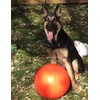 Doggie Dooley B00CIT99BC Virtually Indestructible Best Ball (hard plastic, colors