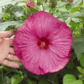 Outsidepride Hibiscus Luna Rose Flower Seeds - 10 Seeds