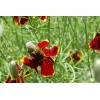 Southeast Seeds Dwarf Red Coneflower Seeds, Mexican Red Hat, Columnar