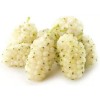 live plant 2-3 year old White Mulberry (Morus alba) plant,