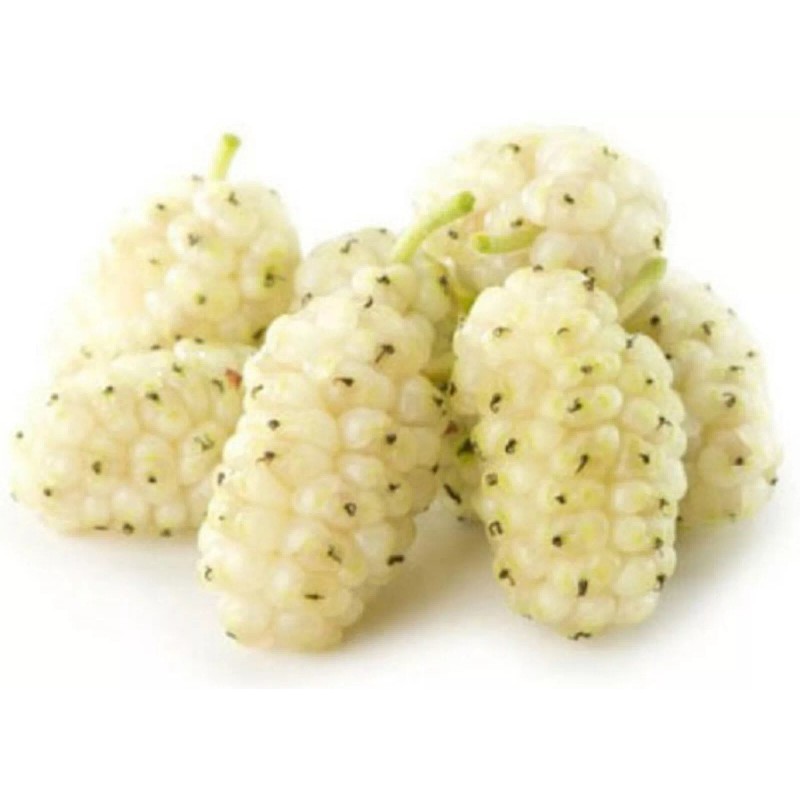 live plant 2-3 year old White Mulberry (Morus alba) plant,