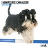 Miniature Schnauzer Modern 2020 Calendar