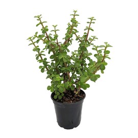 Mini Jade Plant - Portulacaria afra - 4.5" Pot