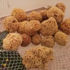 Natural Sponges with Cord & Glass Pendant - Unbleached Mediterranean