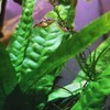 Java Fern Tropical Freshwater Live Aquarium Plant Decorations 3 Days