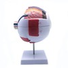 Sudemota 6x Enlarged Anatomical Model of the Human Eye, Anatomically