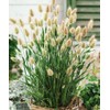 22Day Seeds: Seeds Bunny Tail/Annual Ornamental Plant Grass