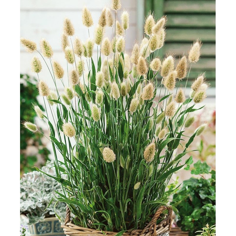 22Day Seeds: Seeds Bunny Tail/Annual Ornamental Plant Grass