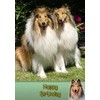 Rough Collie Birthday Card