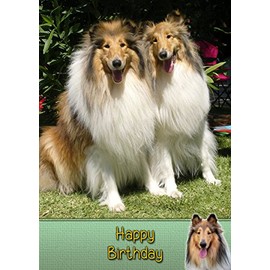 Rough Collie Birthday Card