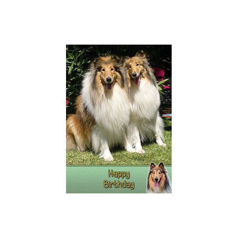 Rough Collie Birthday Card
