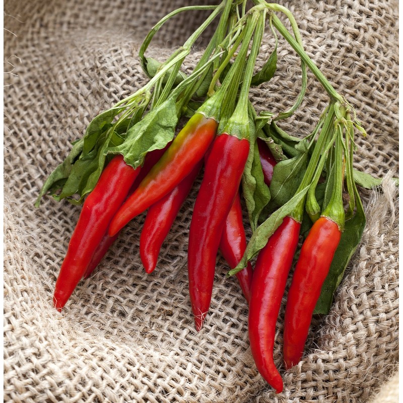 Poinsettia Heirloom Pepper Premium Seed Packet + More