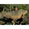 Haldorado Max Motion Dipped Boilie, Maple & Banana Flavor, 20mm,