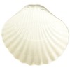 Abbott Collection Shell Soap Dish, White