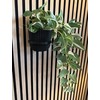 Acoustic Panel Plant Ring V2 Large Black Drill Free Mounting