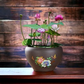 10pcs Mixed Pink, Red & Green Color Bowl Lotus Seeds for Planting Beautiful Water Plants for Indoor Bonsai, Outdoor Ponds and Gardens Water Lily Seeds