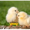 10 Pack Baby Chick Leg Hobbles Chicken Hobble Braces for