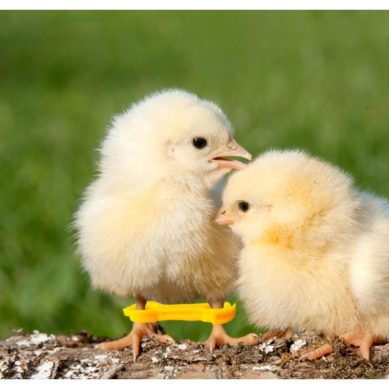 10 Pack Baby Chick Leg Hobbles Chicken Hobble Braces for