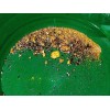 Gold Paydirt Bag Gold & Silver Fines Pickers Nuggets Concentrates 2