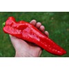 CEMEHA SEEDS - Seeds Giant Sweet Bell Pepper Red Horn