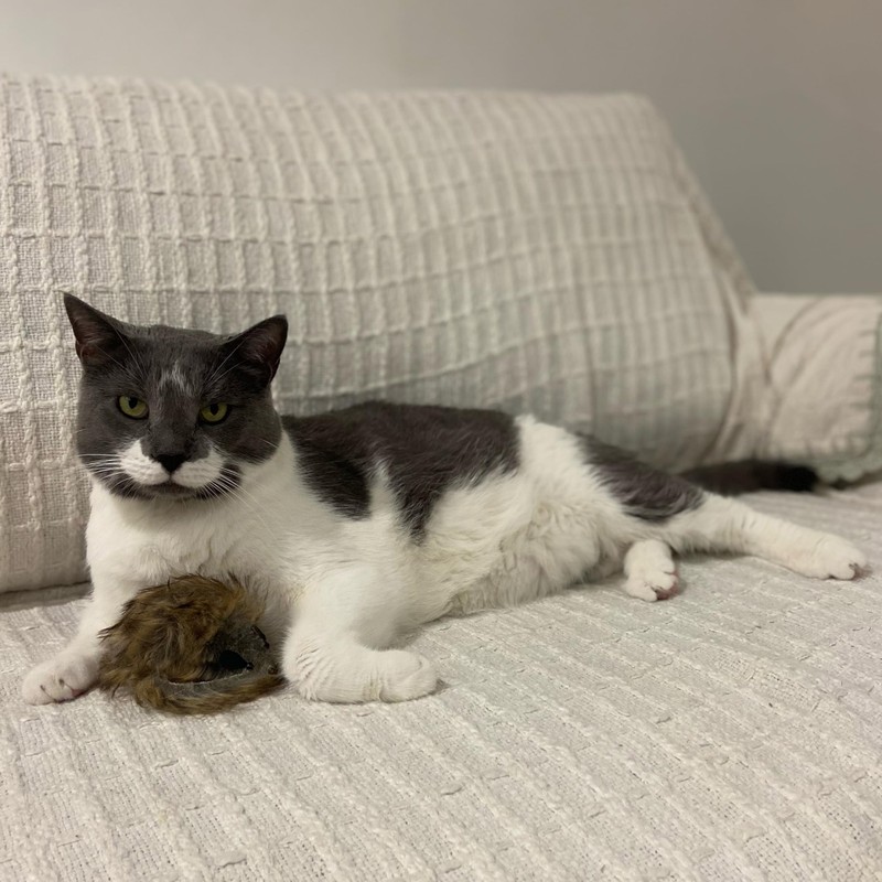 SPOT Shaggy Plush Giant Mouse - Cat Toy, Fuzzy Mice