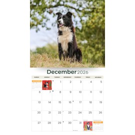 2026 Border Collies Dog Deluxe Wall Calendar | Sheep Dogs | 12" x 13.3" | Plastic Free | 16-Month | Plastic Free | Home & Office Organizer | Monthly View | Major Holidays