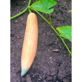 TomorrowSeeds - North Georgia Candy Roaster Seeds - 30+ Count - for 2025 Planting Georgia Pumpkin Pink Banana Winter Squash Plymouth Rock Garden Non-GMO Heirloom Vegetable Grow Your Own Home Farm