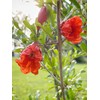 Generic The Russian 26 Pomegranate Tree, Fruit Bearing, Hardy, 1