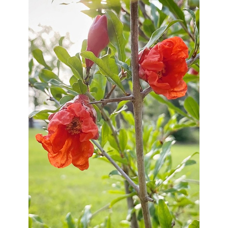 Generic The Russian 26 Pomegranate Tree, Fruit Bearing, Hardy, 1