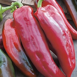 Mr Fothergills - Vegetable - RHS Pepper (Sweet) Corno Di Toro Rosso - 50 Seeds
