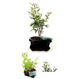 Dwarf Pomegranate Mame Bonsai Ceramic Pot - 9" Inch Live Plant Tree Indoor Yard